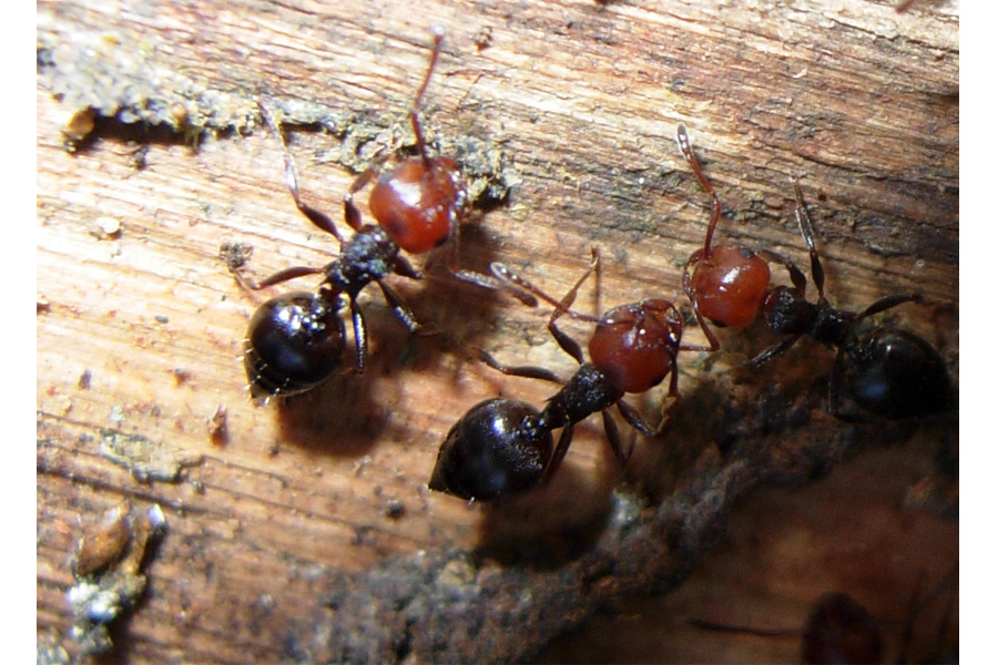 Crematogaster scutellaris e Lasius myops